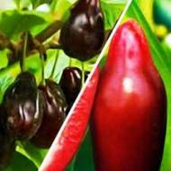 Комплект з 2-х разных сортов кизила